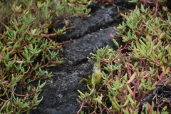 Setophaga petechia aureola