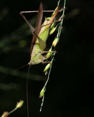 Conocephalus maculatus