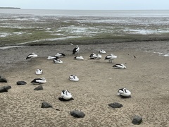 Pelecanus conspicillatus