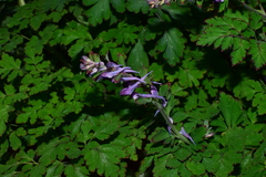 Corydalis sheareri