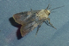 Agrotis puta
