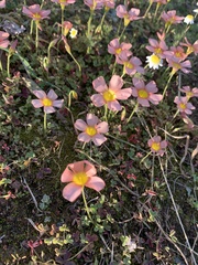 Oxalis obtusa