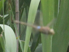 Anax ephippiger