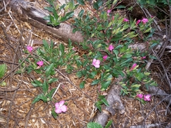 Oenothera deserticola