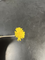 Taraxacum officinale