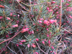 Brachyloma ericoides