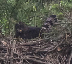 Stephanoaetus coronatus