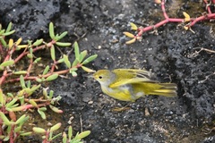 Setophaga petechia aureola