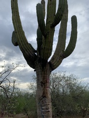 Pachycereus pringlei