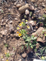 Zaluzianskya divaricata