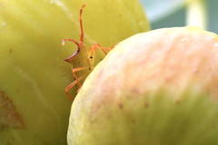 Gonocerus insidiator
