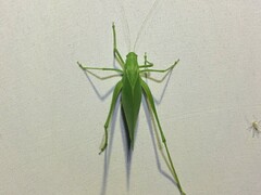 Amblycorypha rotundifolia