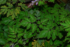 Corydalis sheareri