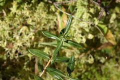 Kalmia polifolia