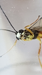 Xanthocryptus novozealandicus