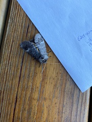 Catochria catocaloides