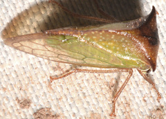 Stictocephala