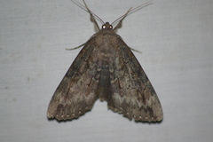 Catocala residua