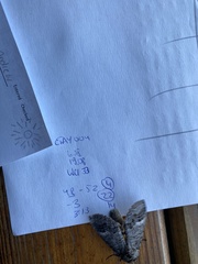 Catochria catocaloides