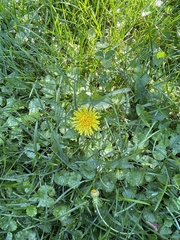 Cichorieae