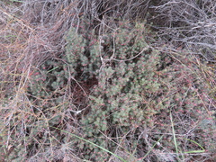 Brachyloma ericoides