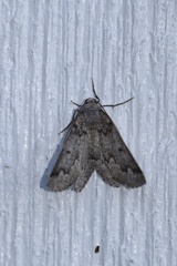 Sabulodes packardata