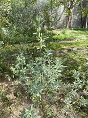 Baccharis microdonta