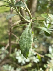 Baccharis microdonta