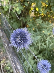 Echinops