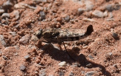 Apiocera