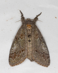 Dasychira obliquata
