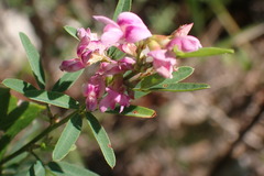 Lespedeza virginica