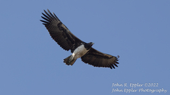 Polemaetus bellicosus