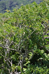 Glochidion lanceolatum