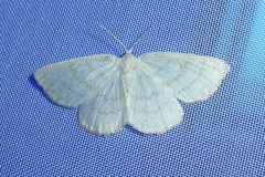 Cabera exanthemata
