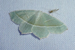 Campaea margaritaria