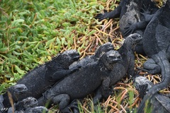 Amblyrhynchus cristatus hassi