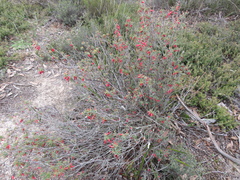Stenanthera conostephioides