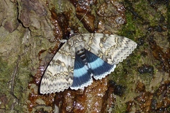 Catocala fraxini