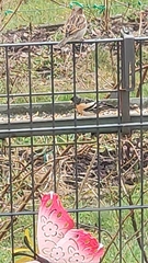 Fringilla montifringilla