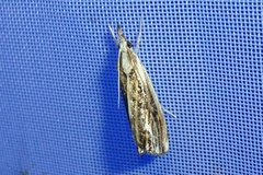Catoptria verellus