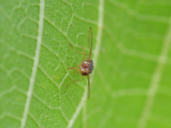 Bactrocera oleae