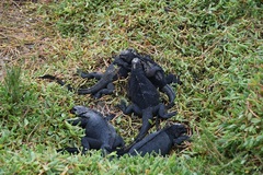 Amblyrhynchus cristatus hassi