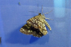 Chiasmia clathrata