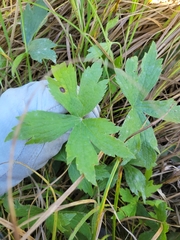 Anemonastrum canadense