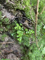 Cryptogramma stelleri