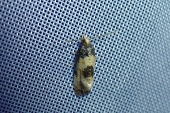 Neocochylis dubitana