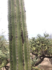 Pachycereus pecten-aboriginum