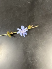 Cichorium intybus
