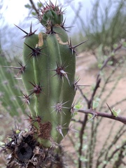 Stenocereus gummosus